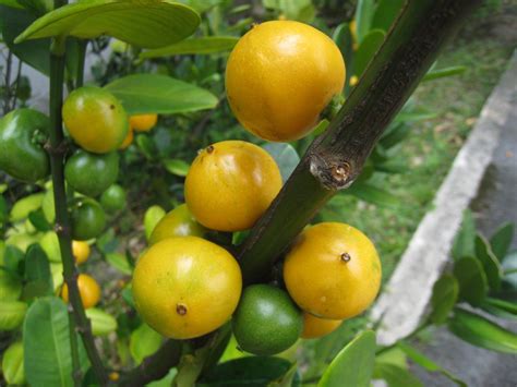 福木果實季節|福木(嘉義植物園)